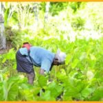 bharatika crop protection techniques