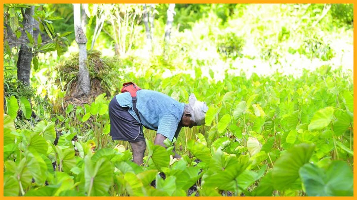 bharatika crop protection techniques