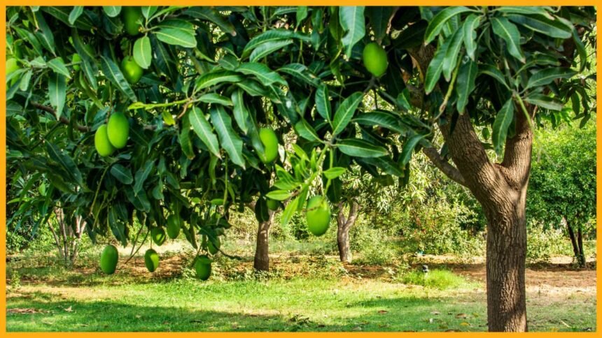 bharatika mangro farm dicease