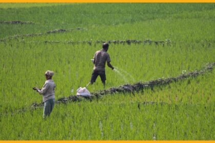 bharatika nakli khad beej fertilizer