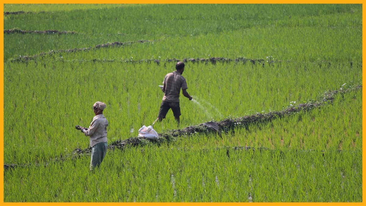 bharatika nakli khad beej fertilizer