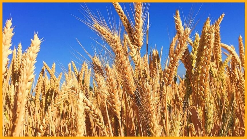 bharatika wheat crop protect