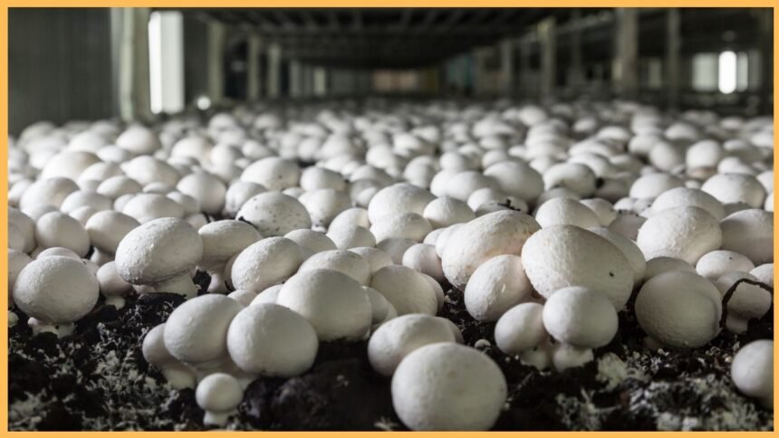 bharatikadigital article krishi mushroomfarming75